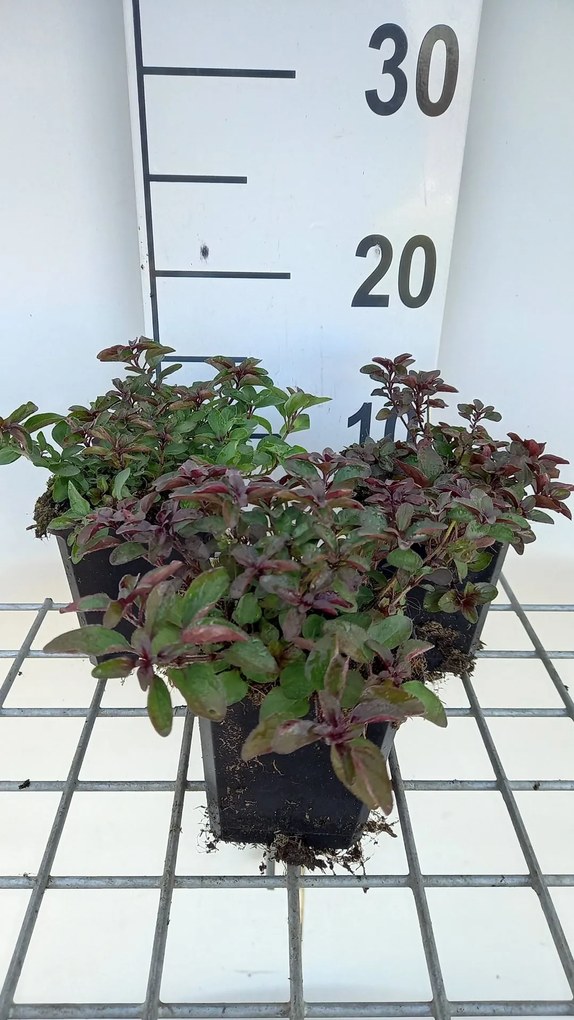 Origanum laevigatum 'Herrenhausen' - pot 9x9 cm -