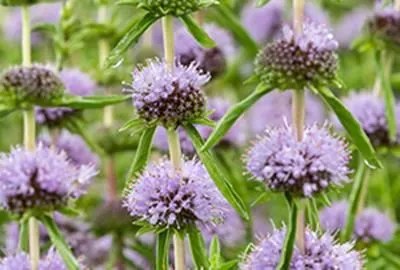 Mentha cervina - Biopot diameter 7 cm