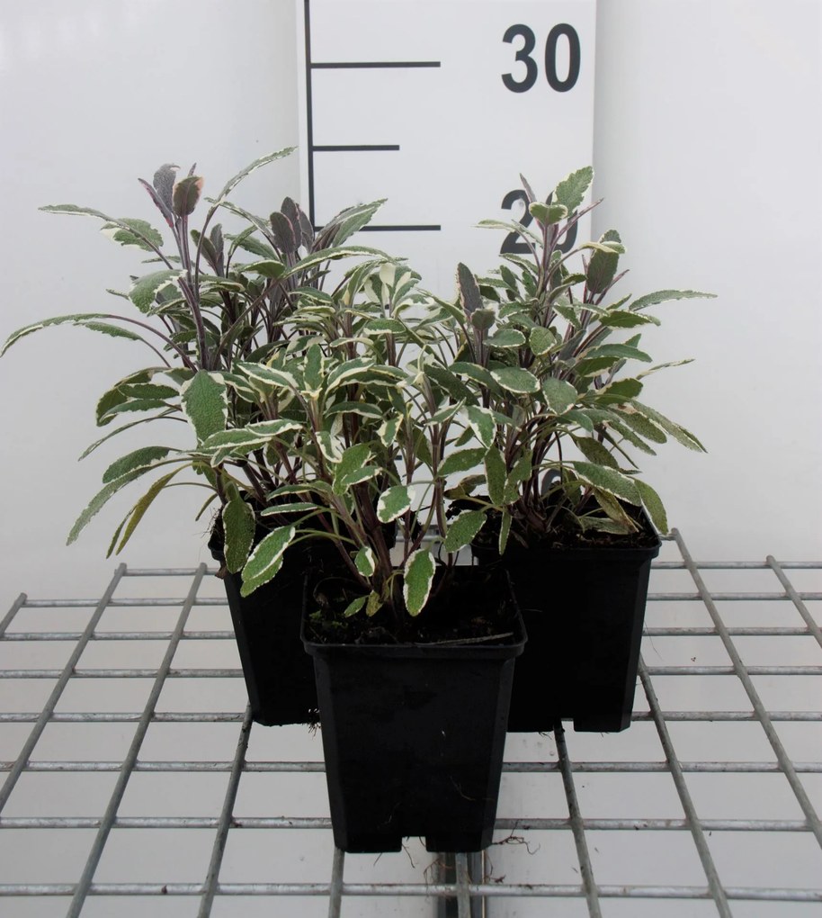 Salvia officinalis 'Tricolor' - pot 9x9 cm (Salie 'Driekleurige Salie - Tricolor') -