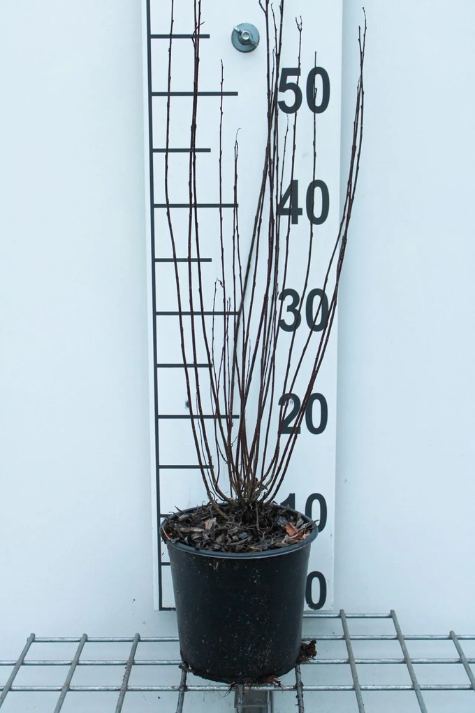 Salix purpurea 'Nana' - pot - 30-40 cm
