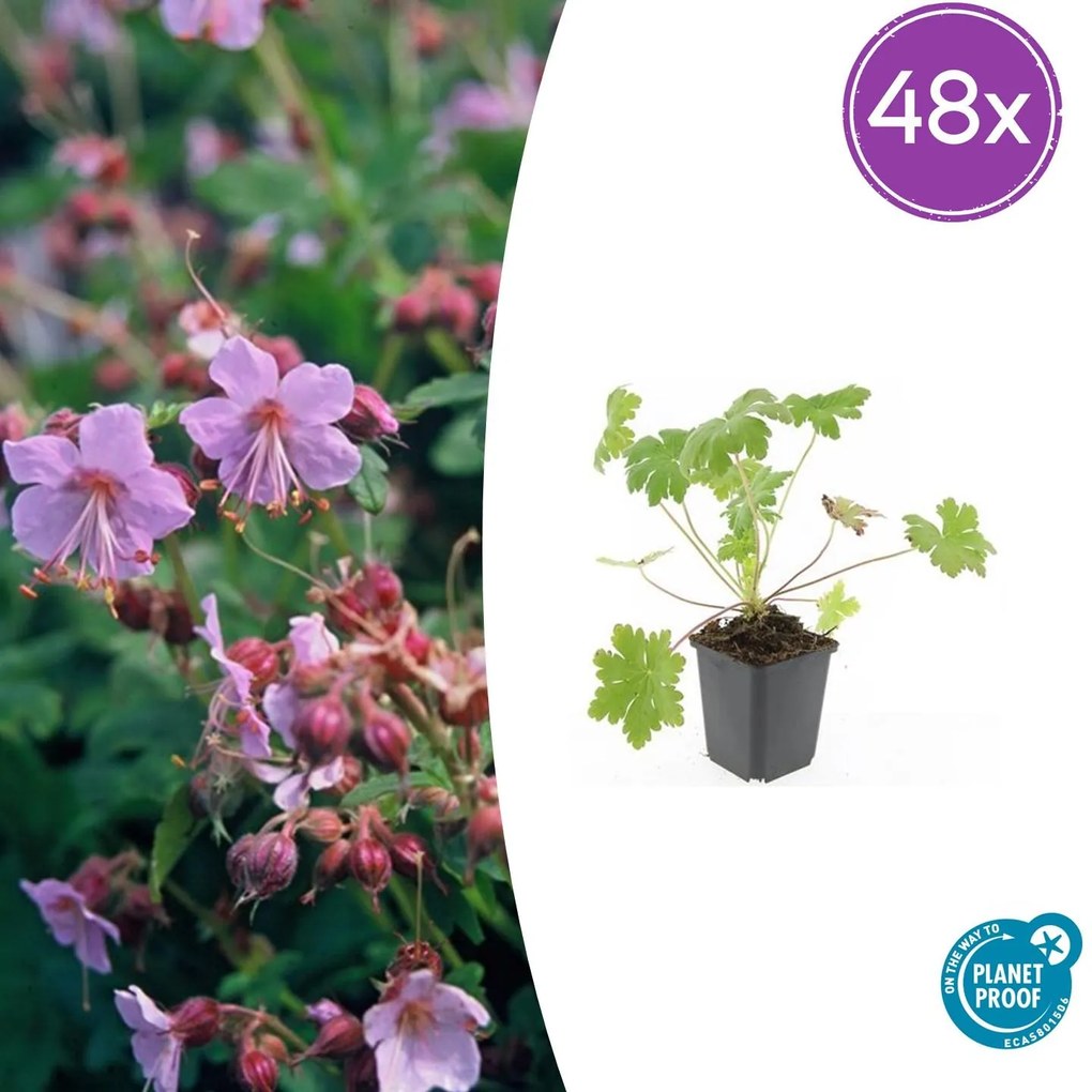 48x Geranium macr. 'Ingwersen's Var.' - ↕10-25cm - Ø9cm