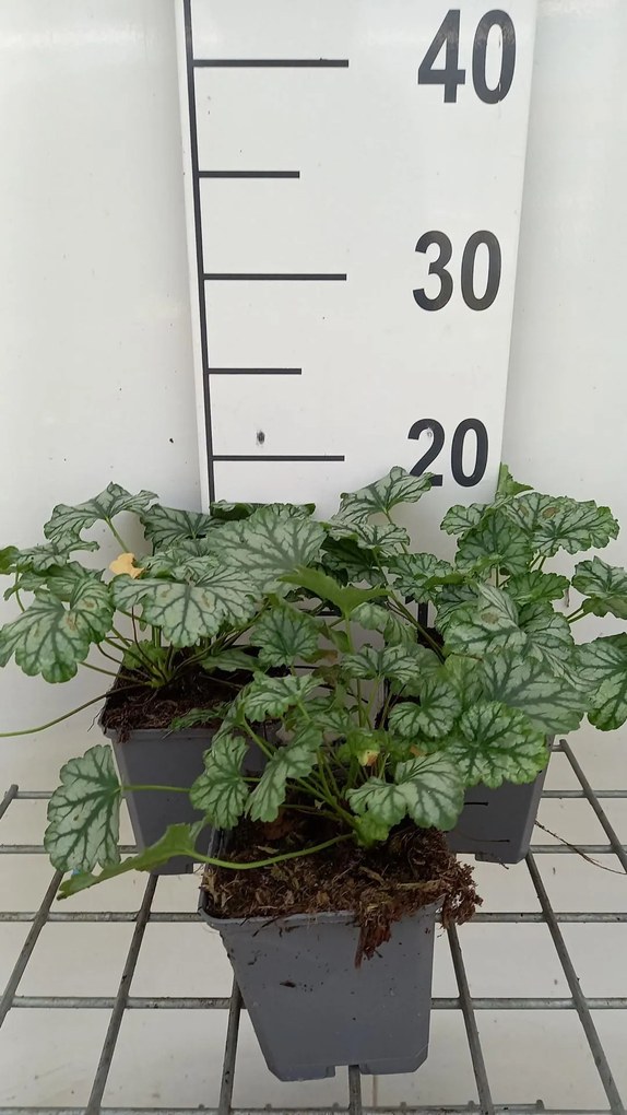Heuchera 'Paris' - pot 9x9 cm -