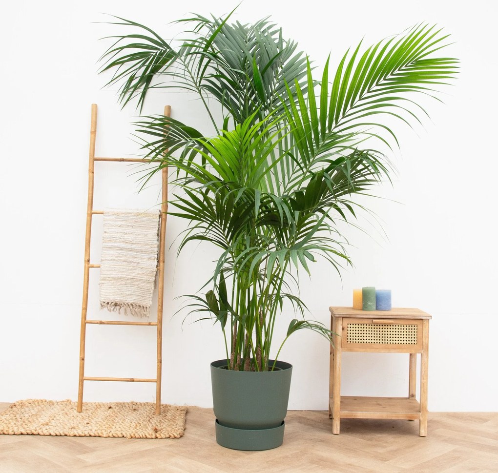 Kentia Palm XXL - 250cm