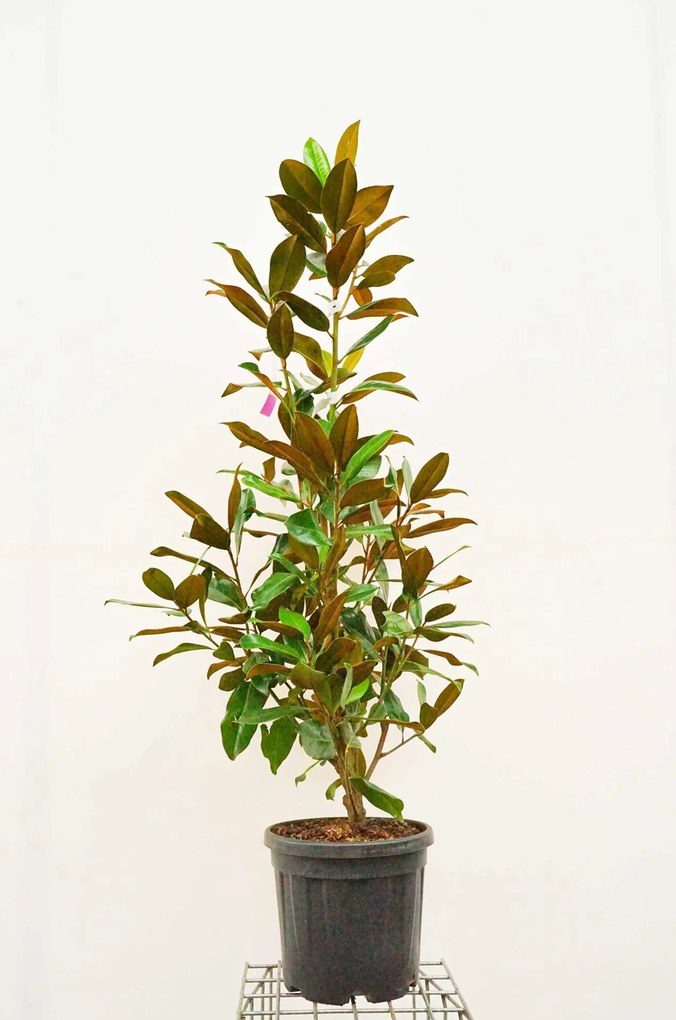 Magnolia grandiflora 'Galissonnière' - pot 25L - 125-150 cm