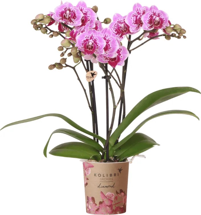 Kolibri Orchids | Roze-paarse Phalaenopsis orchidee - Diamond El Salvador - bloeiende kamerplant - vers van de kweker - Ø9cm