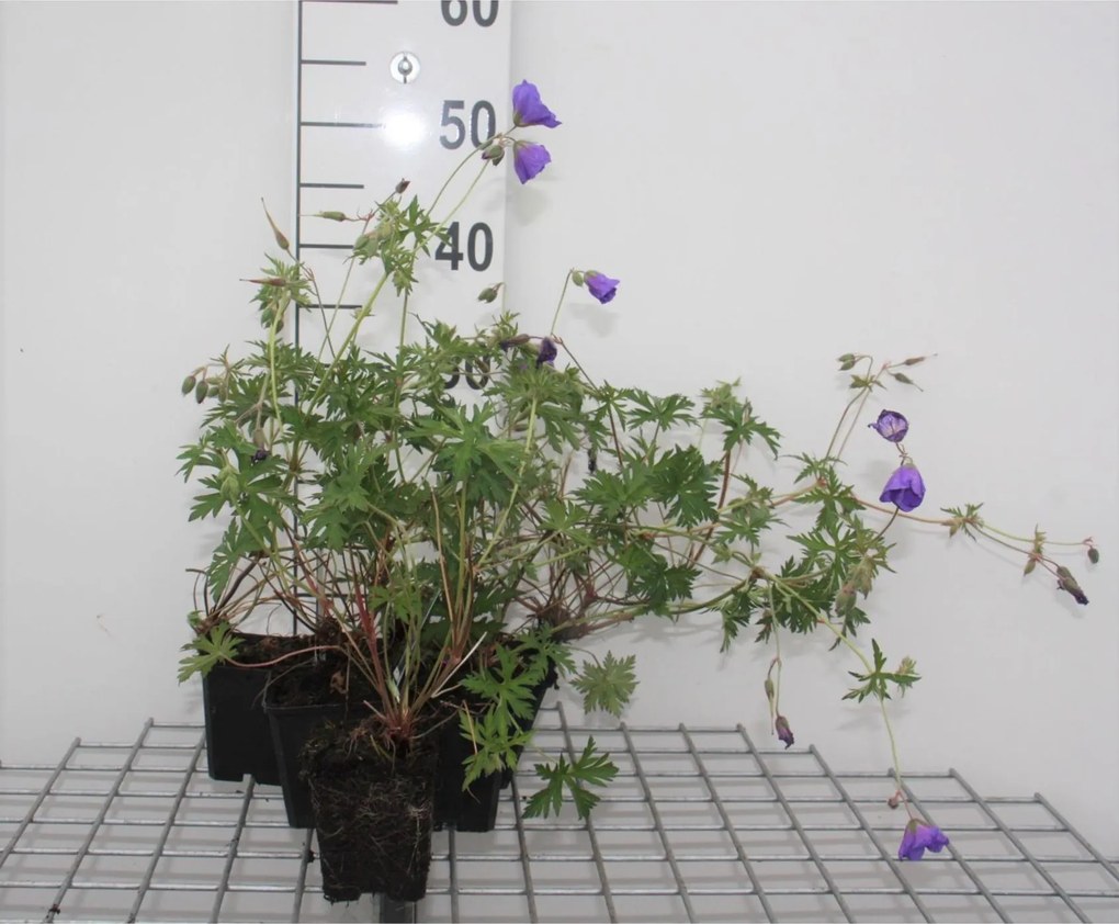 Geranium 'Orion' - pot 9x9 cm -