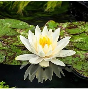 Nymphaea 'Lemon Mist' - pot 11x11 cm