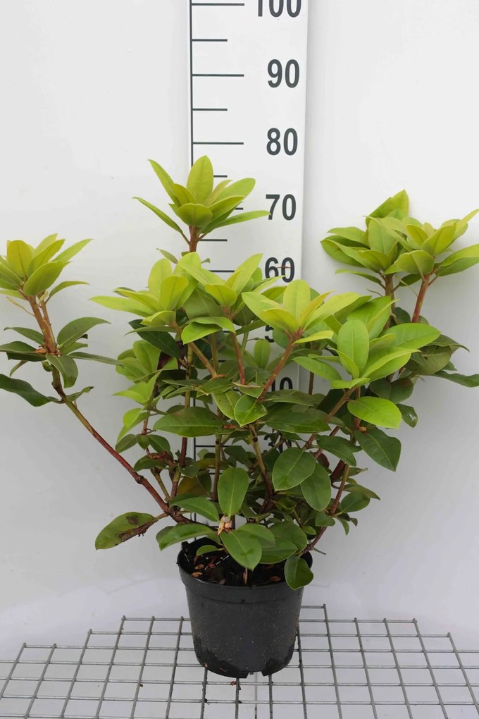 Rhododendron 'Germania' - pot - 40-50 cm