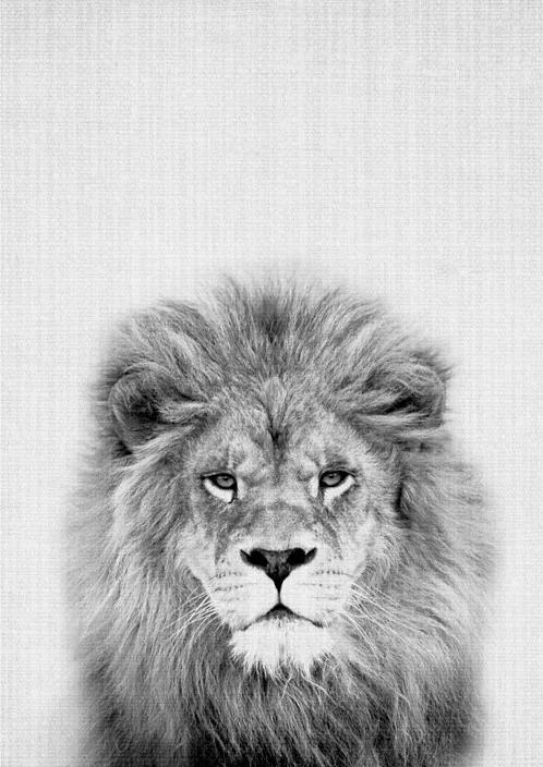 Print 57 Lion