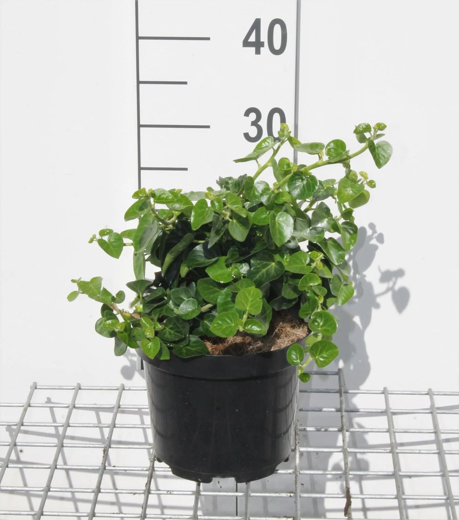 Hedera hibernica 'Arbori Compact' - pot - 20-25 cm