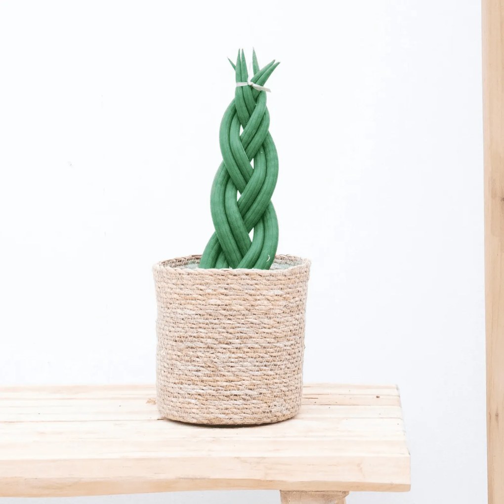Sansevieria cylindrica 'Twist' - 40cm