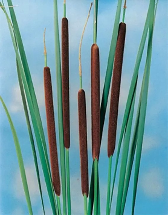 Typha angustifolia - biopot diameter 7 cm