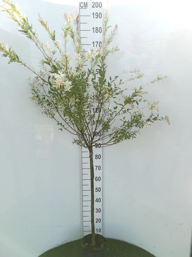 Salix integra'Hakuro-nishiki'- pot - geënt op stamhoogte 80 cm -