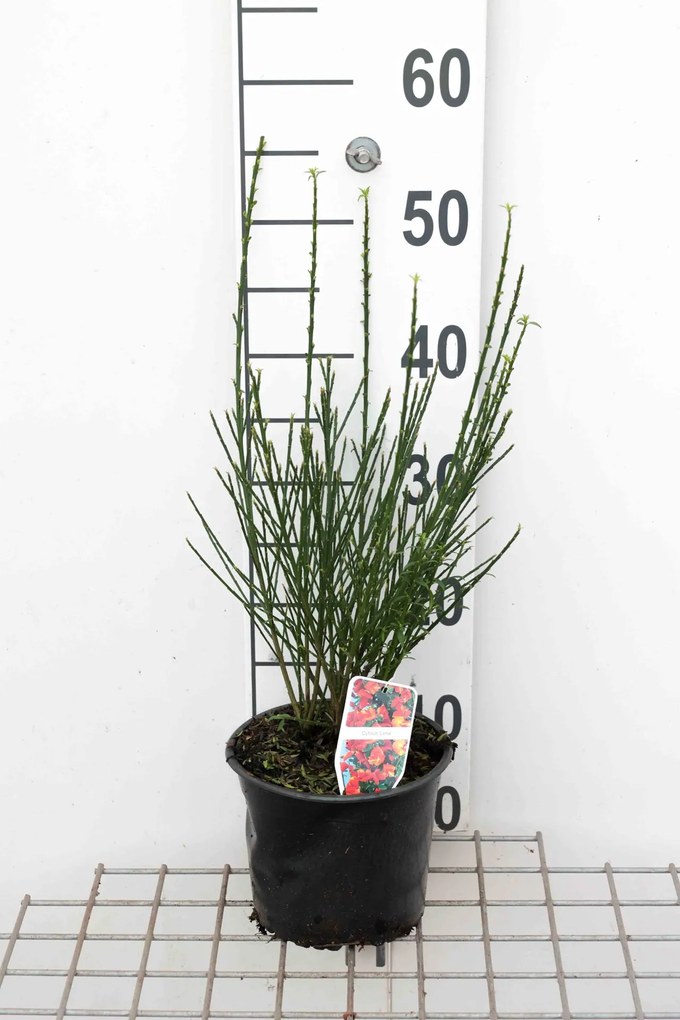 Cytisus 'Lena' - pot - 40-60 cm