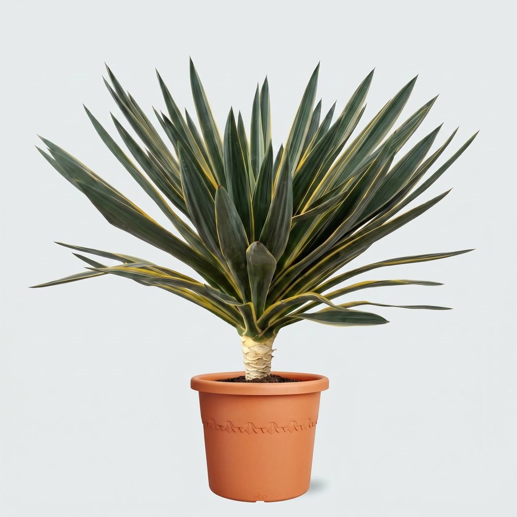 Yucca Gloriosa Variegata - 110cm