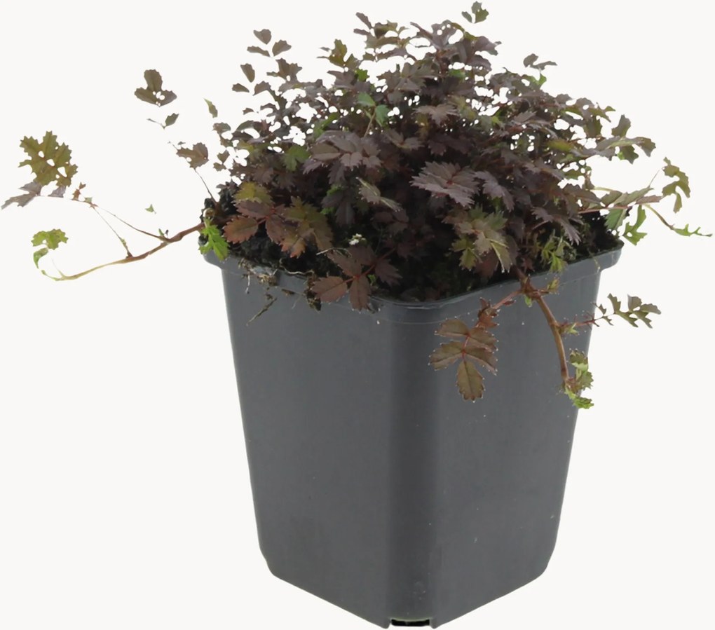 Planten New Zealand-burr Acaena microphylla Copper Carpet, 6-delig