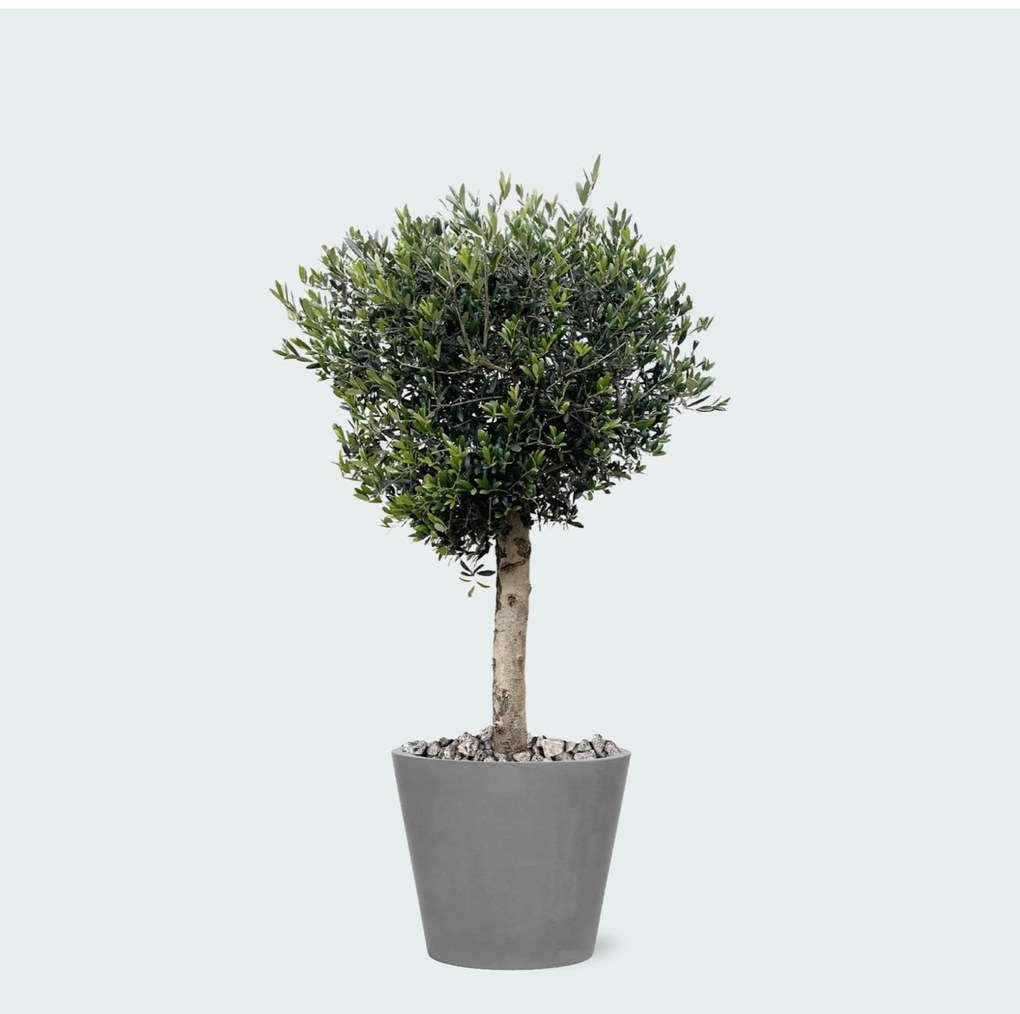 Combi deal - Olea Lorc inclusief Bucket - 180 cm