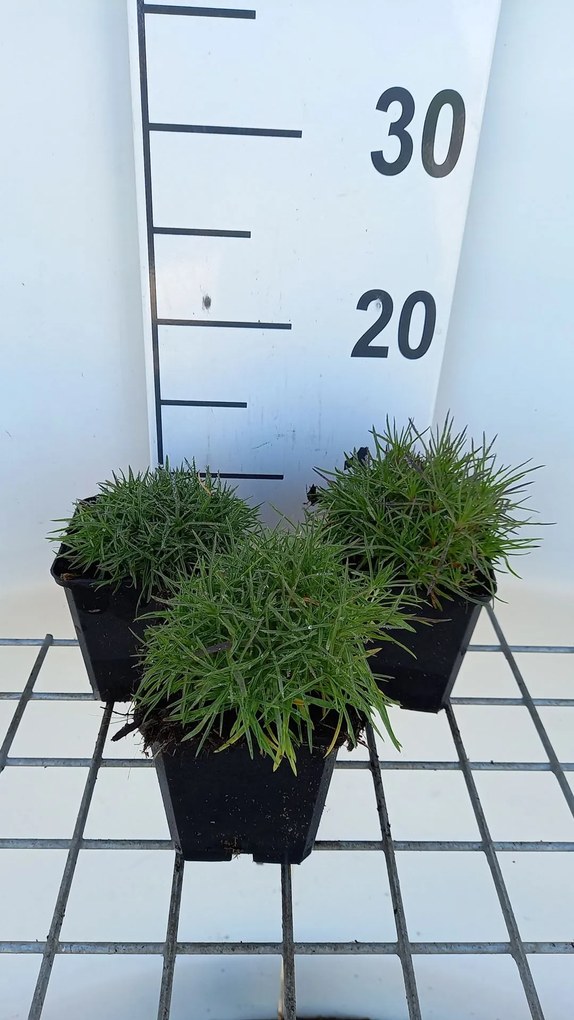 Dianthus arenarius - pot 9x9 cm