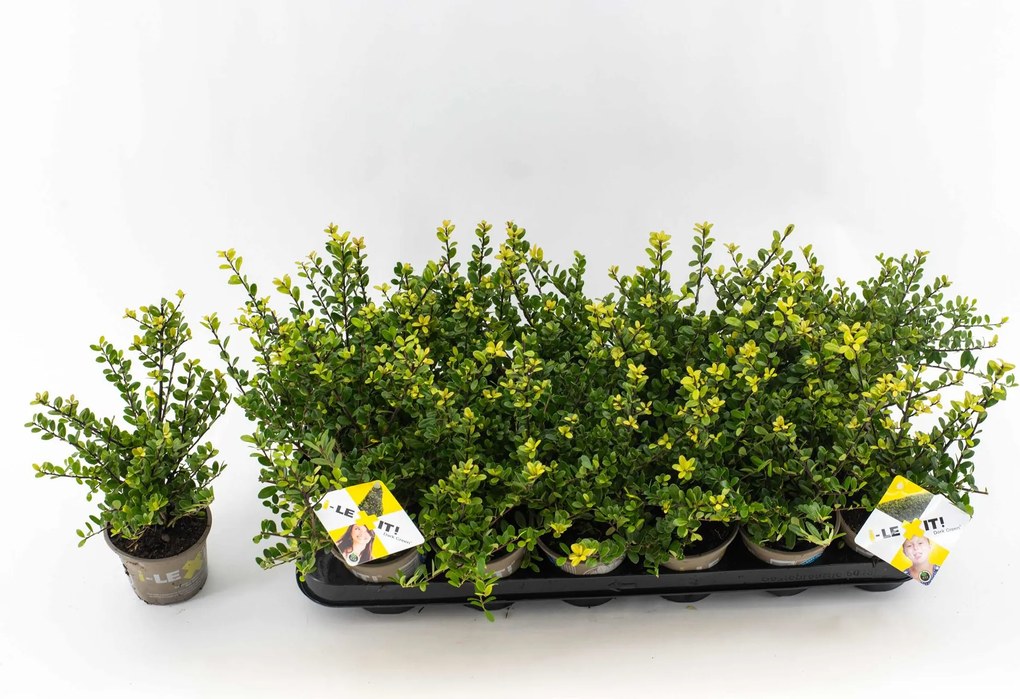 Ilex crenata'Icoprins11'(Dark Green) - pot 9x9 cm - 12-15 cm - struik - Japanse hulst