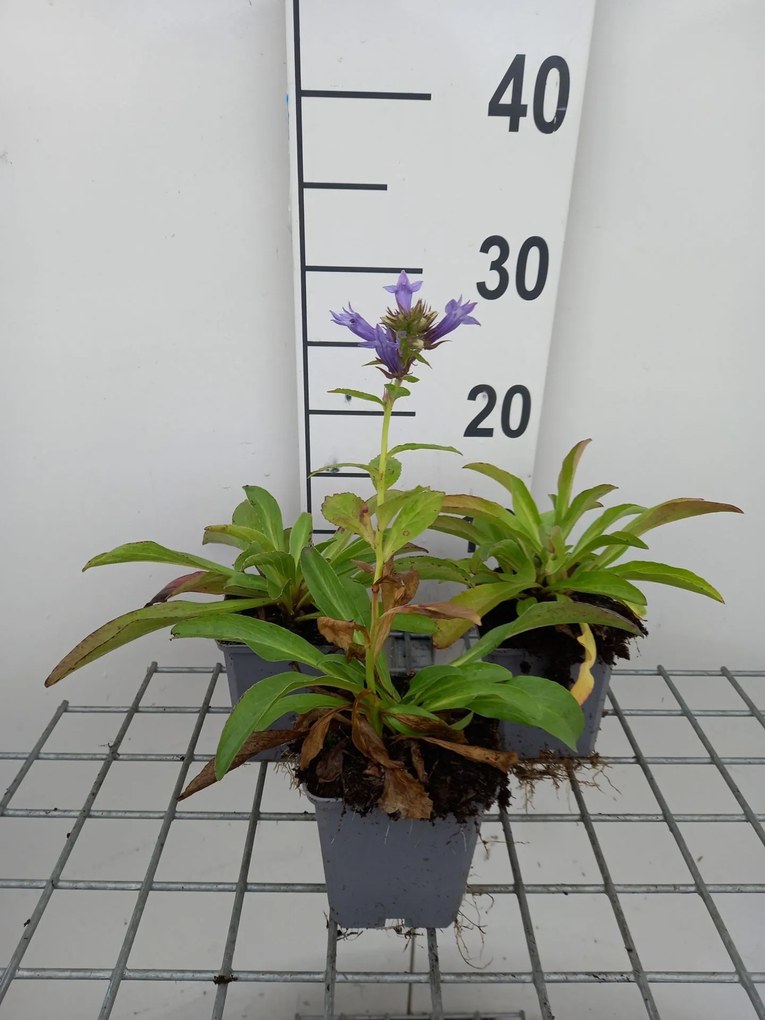 Digitalis parviflora - pot 9x9 cm -