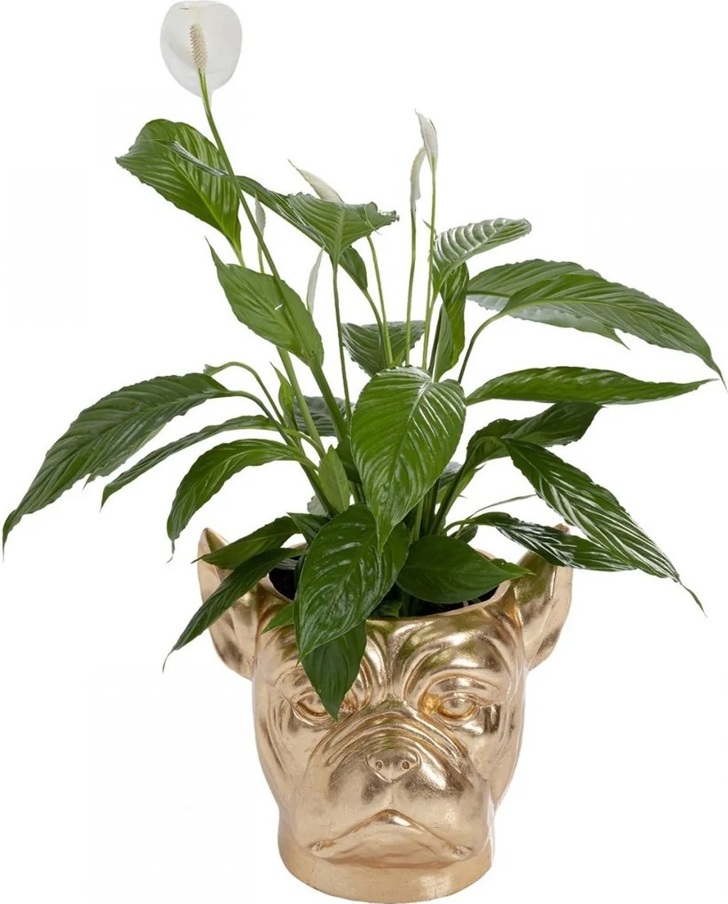 Bulldog Plantenbak Goud