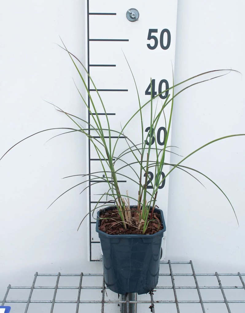 Miscanthus sinensis 'EMPMIS01' (Red Cloud) - pot 3L
