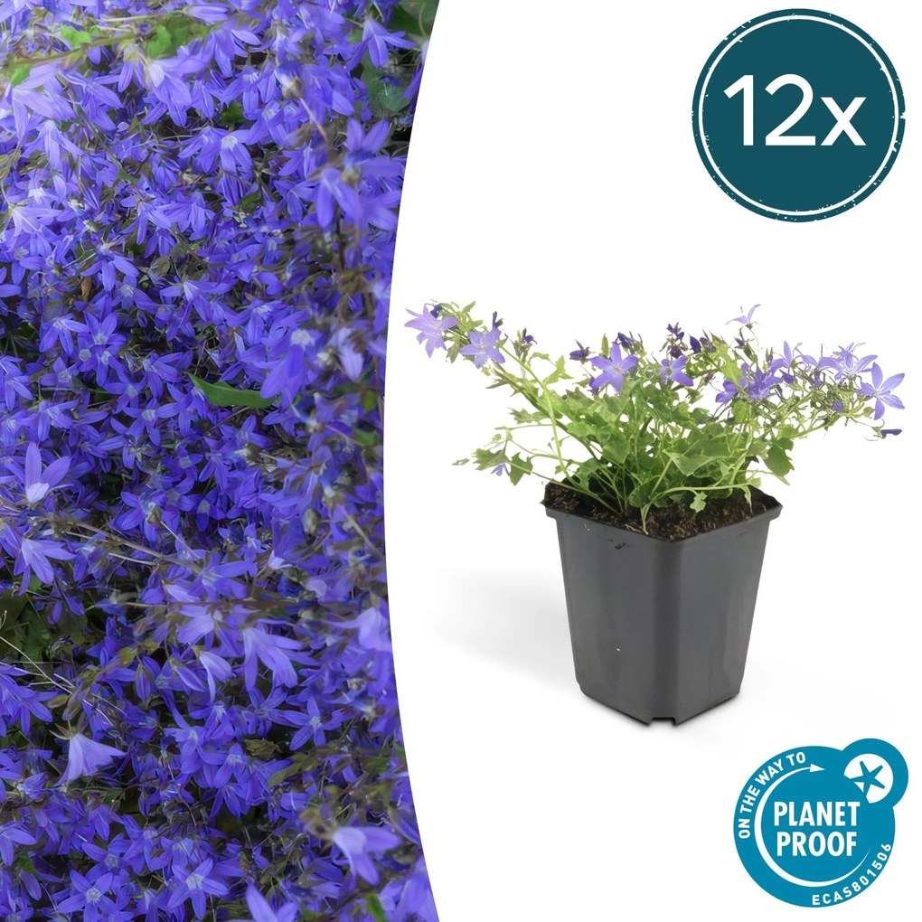 Campanula poscharskyana 'Stella' - 20cm