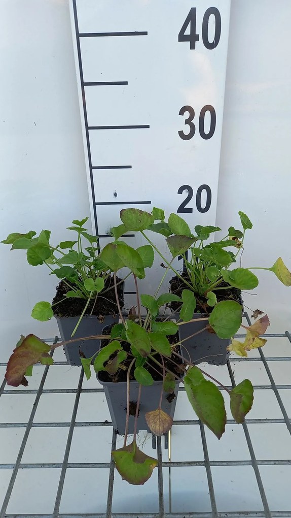 Campanula pyramidalis - pot 9x9 cm -