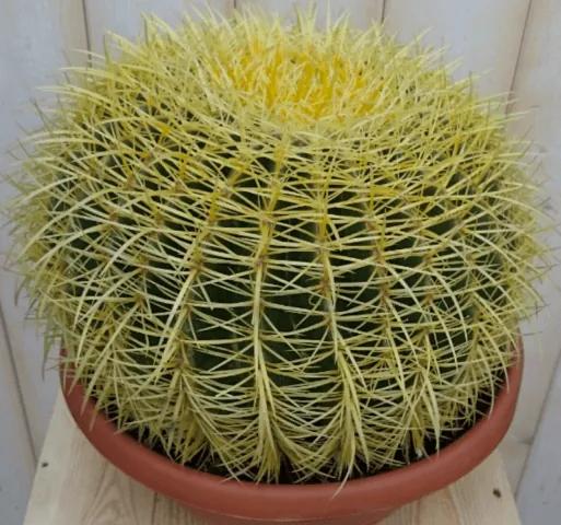 Kamerplant Cactus schoonmoedersstoel groot 20cm dia
