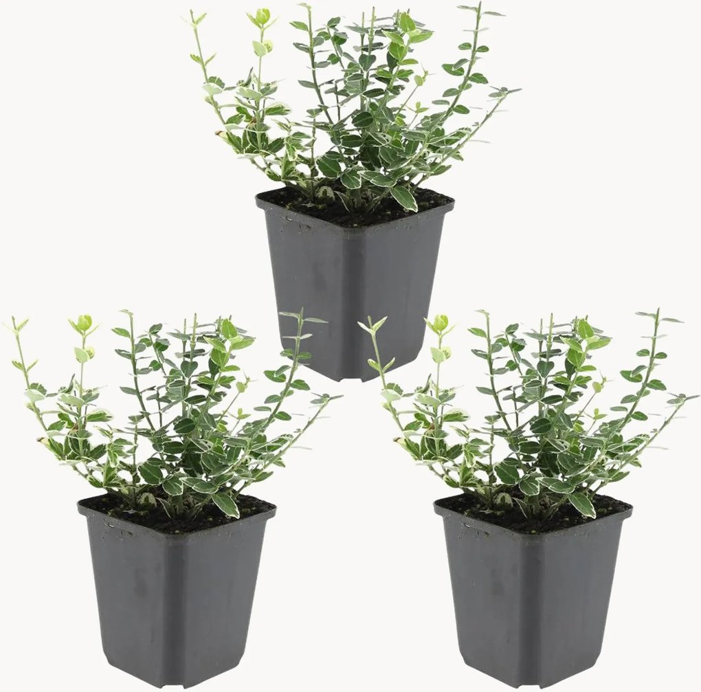 Planten Fortune's Spindle Euonymus fortunei Emerald n Gaiety, 3-delig