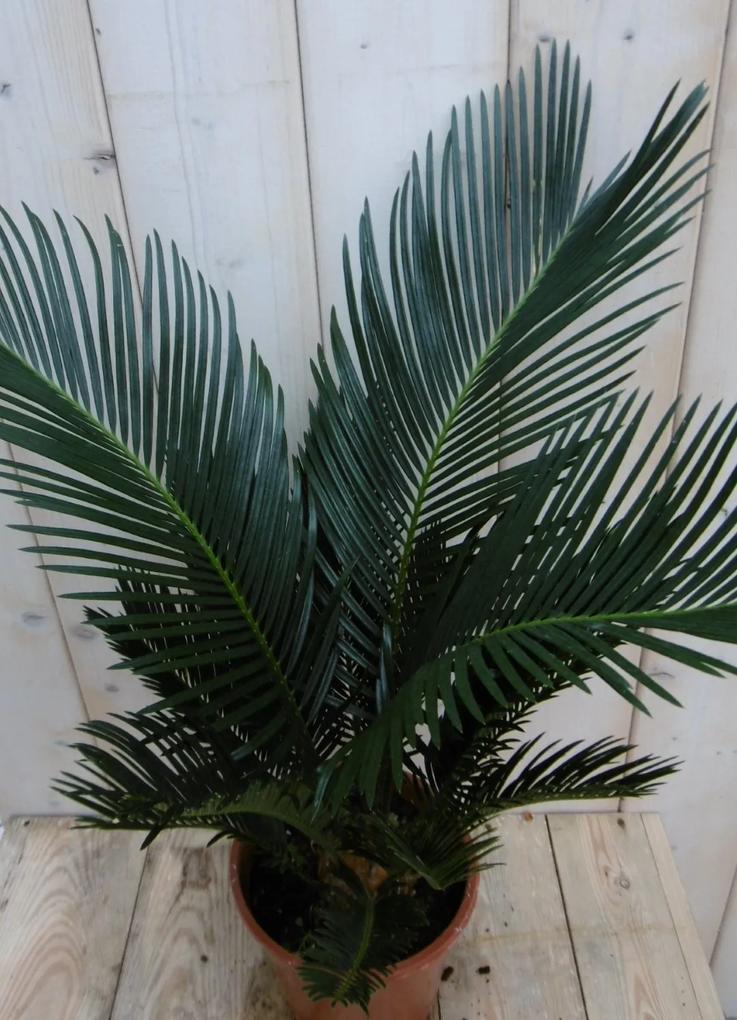 Kamerplant Palmvaren Vredespalm Cycas 50 cm