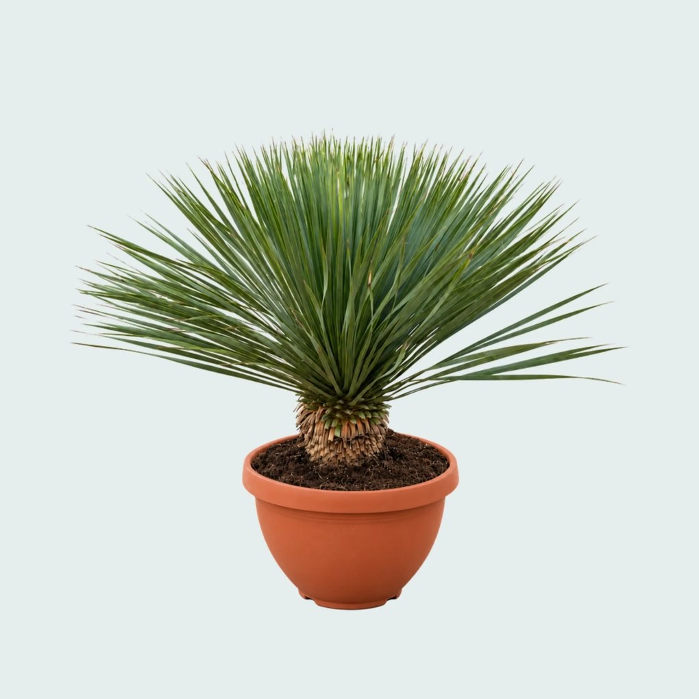 Yucca Rostrata in schaal - 100 cm