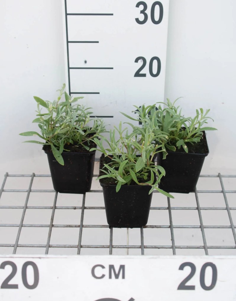 Cerastium biebersteinii - pot 9x9 cm