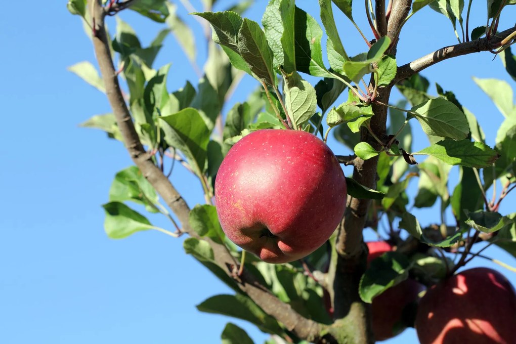 Malus domestica 'Melrose' - pot - voorgeleide struik in waaiervorm met dubbele u