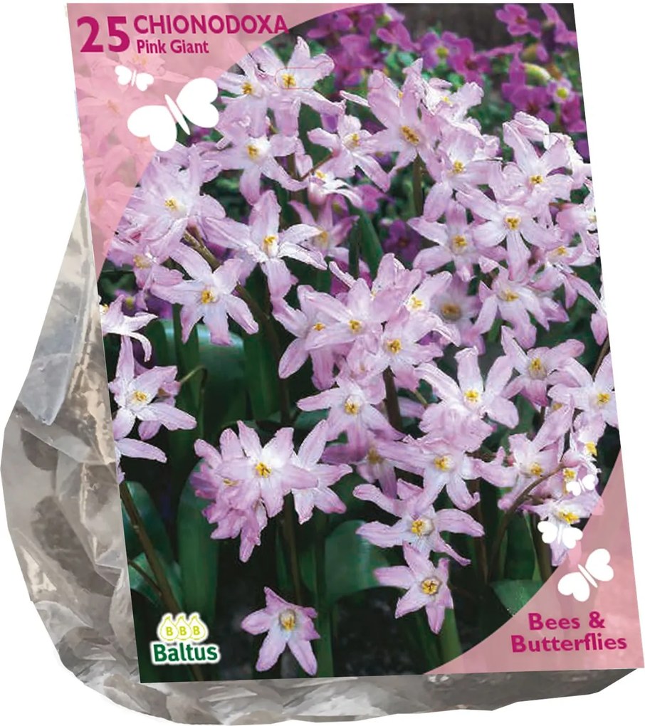 Baltus Bees &amp; Butterflies 'Chionodoxa Pink Giant' voorjaarsbloeiers - Roze - 25 bloembollen