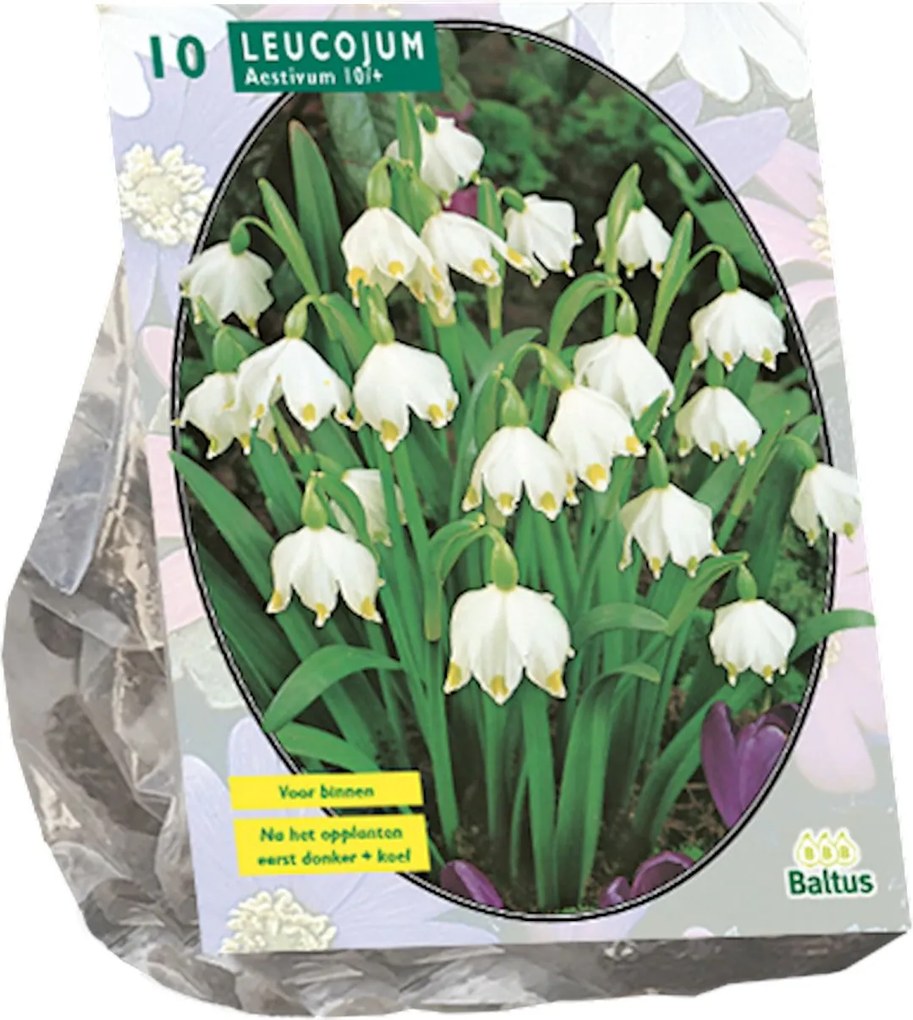 Baltus lenteklokje 'Leucojum' - Najaarsbloeiers - Per 10 bollen (wit) - Voorjaarsbloembollen