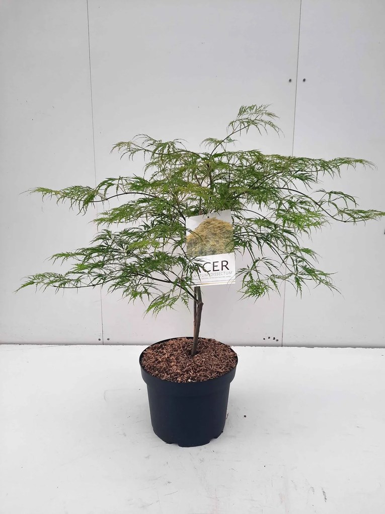 Acer palmatum 'Dissectum' - pot 10L - 60-80 cm