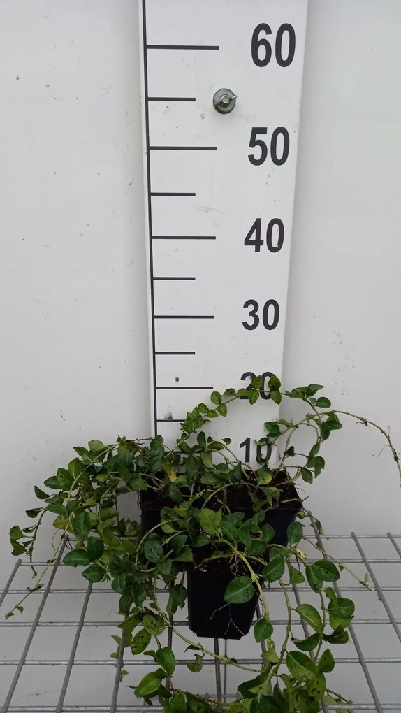 Vinca minor 'La Grave' - Kleine Maagdenpalm - pot 9x9 cm -