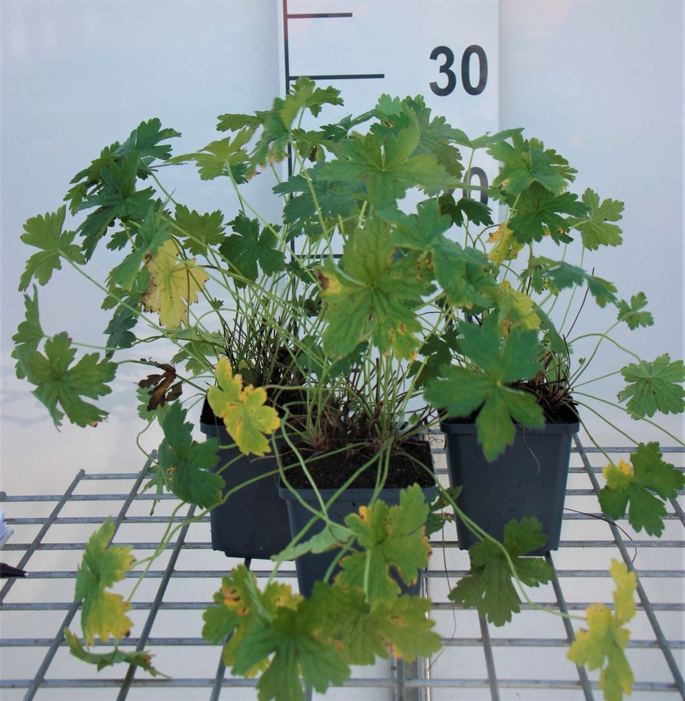 Geranium versicolor - pot 9x9 cm