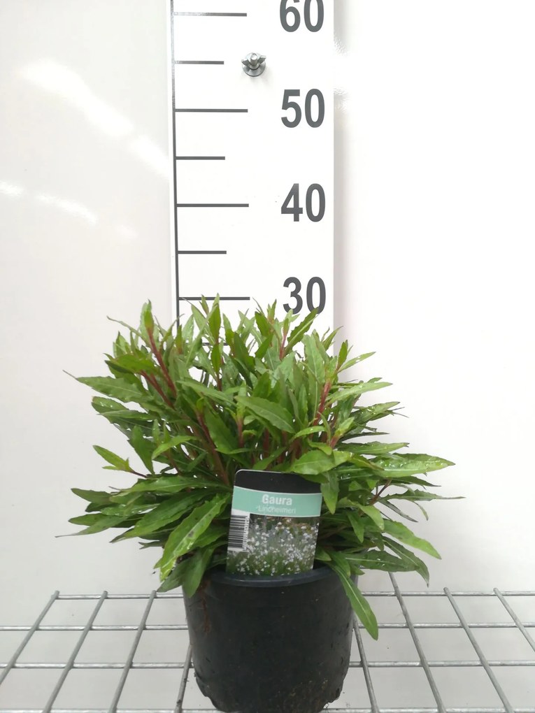 Gaura lindheimeri - pot 2L