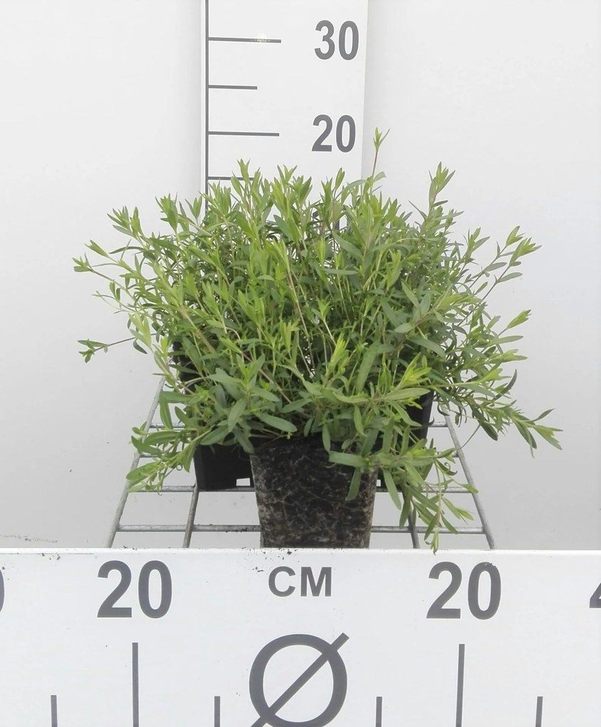 Arenaria montana - pot 9x9 cm -