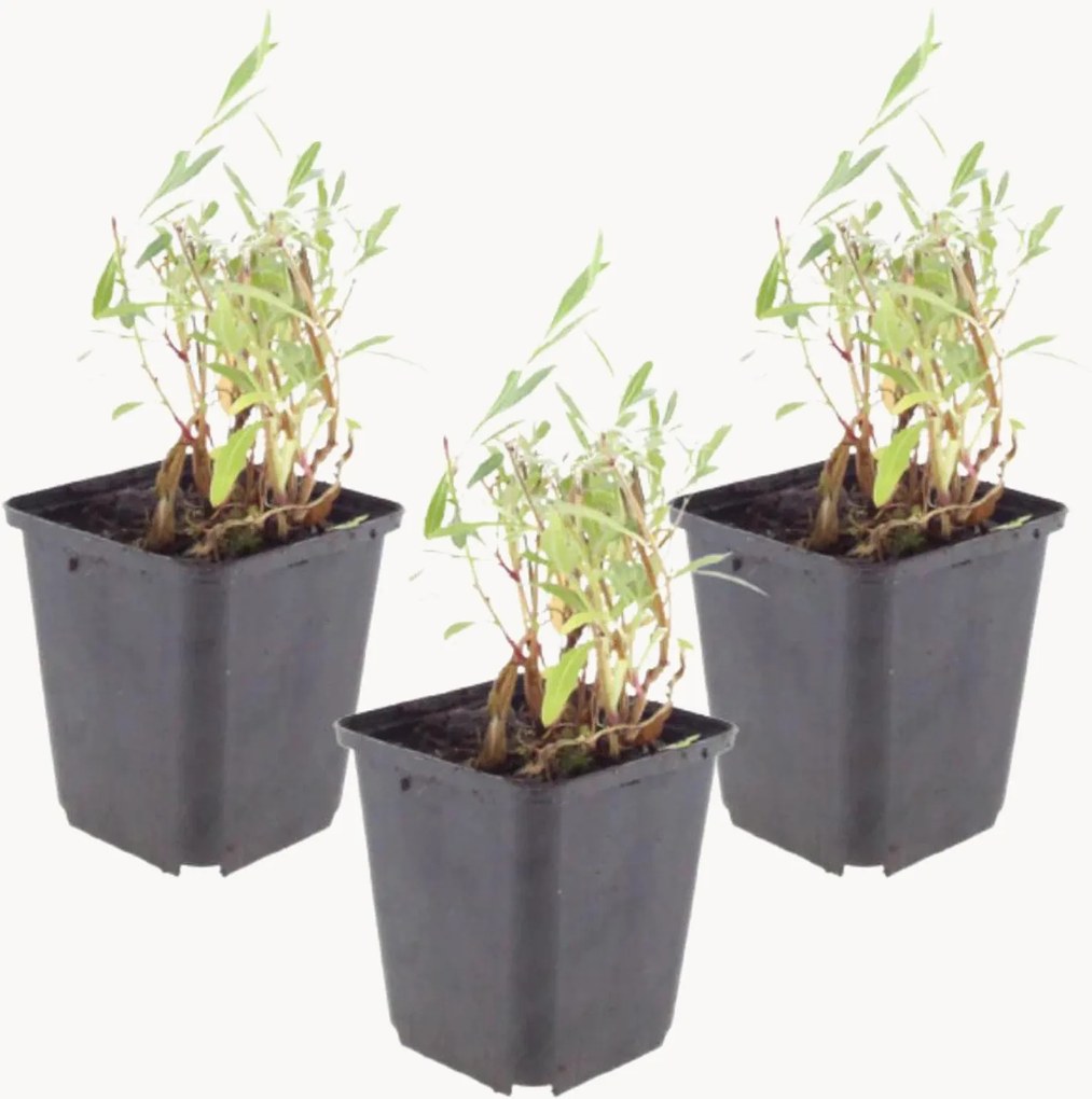 Planten Beeblossom Gaura lindheimeri, 3-delig