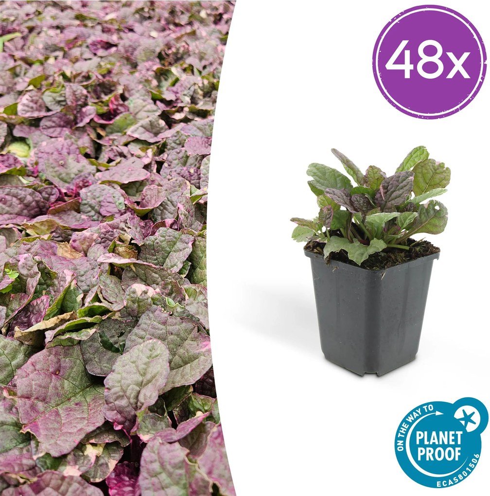 Ajuga reptans 'Burgundy Glow' - 20cm