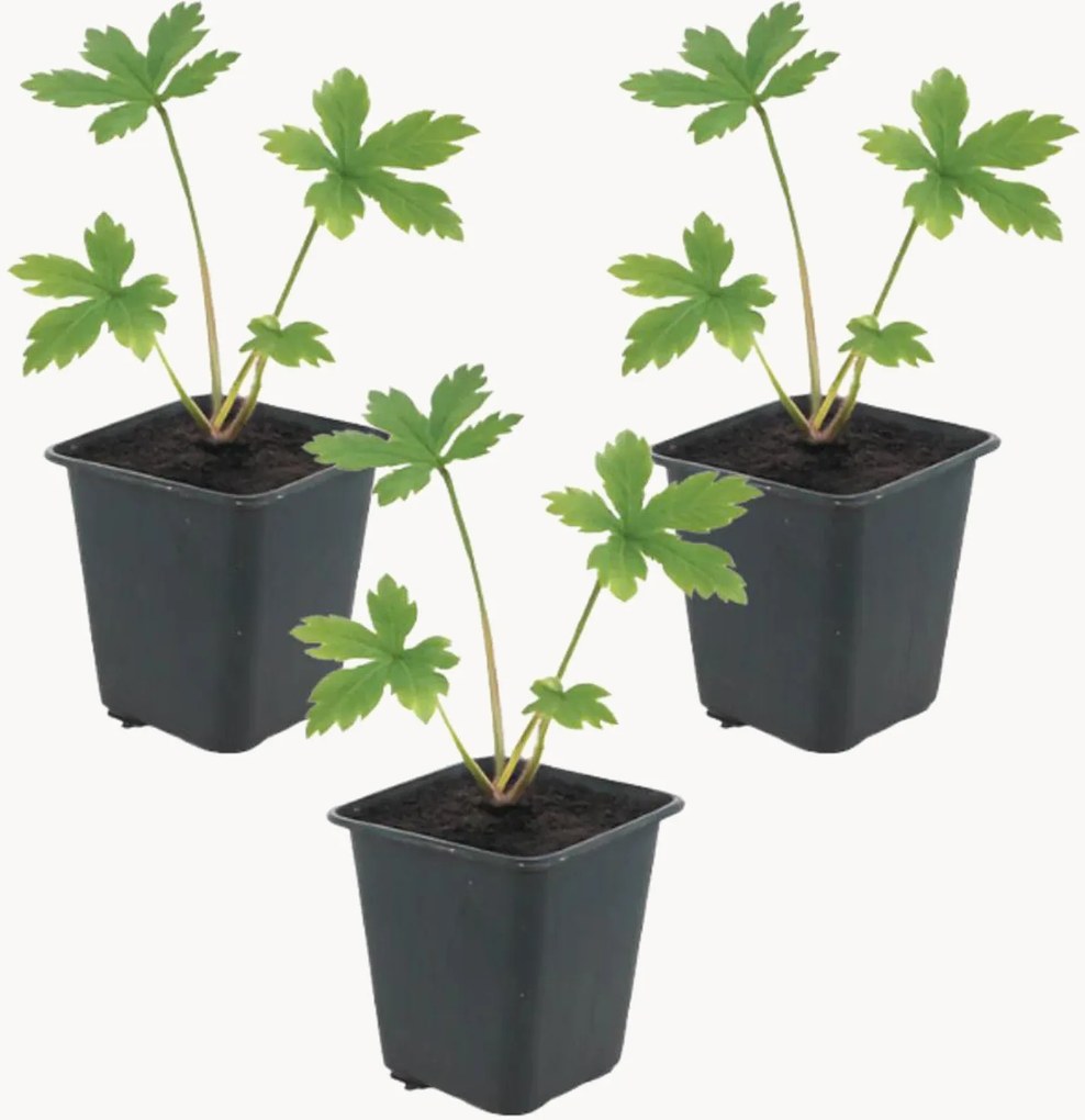 Planten Masterwort Astrantia major, 3-delig