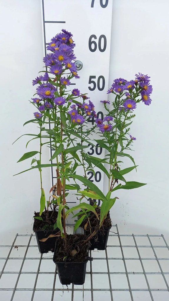 Aster novi-belgii 'Schöne von Dietlikon' - pot 9x9 cm -