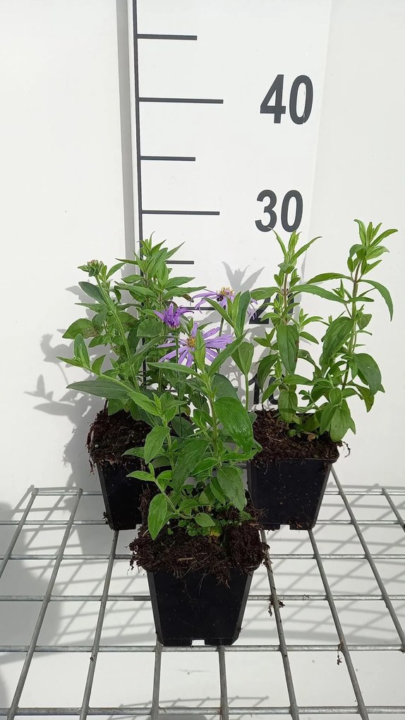 Pycnanthemum pilosum - pot 9x9 cm