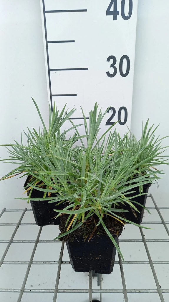 Dianthus 'Albus Plenus' - pot 9x9 cm