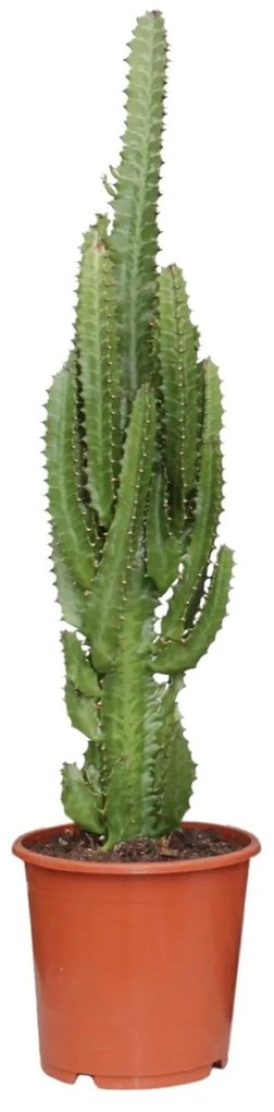 Euphorbia Trigona -Ø17cm - ↕70cm