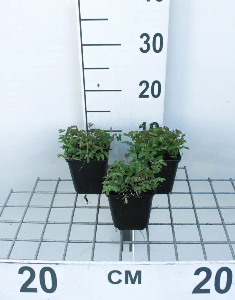 Sanguisorba officinalis 'Tanna' - pot 9x9 cm -