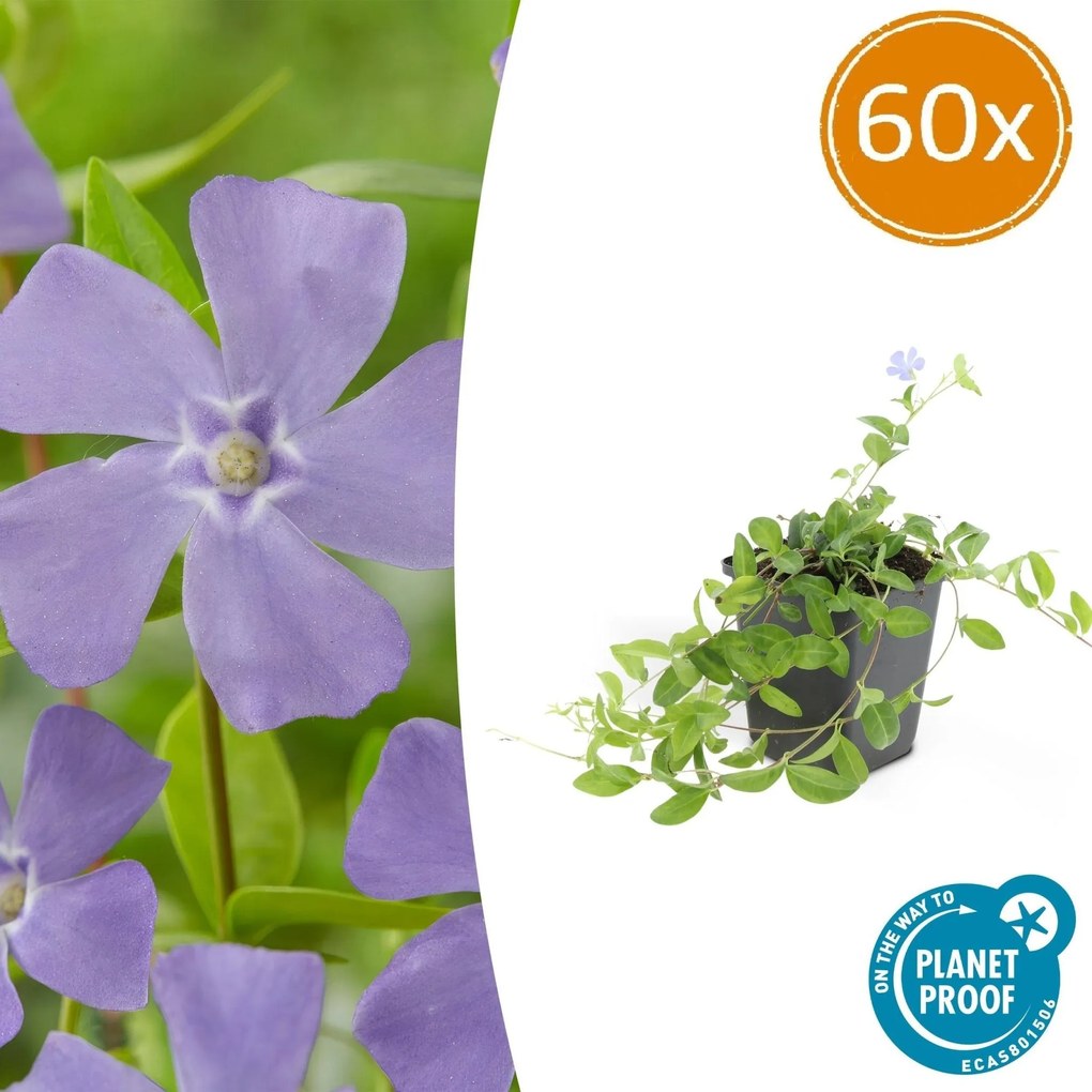 Vinca minor 'La Grave' - 20cm